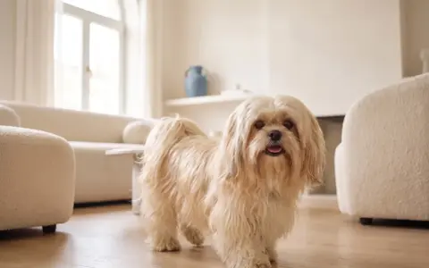 Un adorabile shih tzu dal pelo lungo e chiaro si guarda intorno in un soggiorno moderno e luminoso, con divani bianchi e un grande arco finestrato.