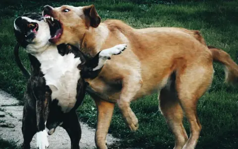 Un cane corso arrabbiato ringhia con la bocca spalancata, mostrando i denti aguzzi. Un altro cane lotta con lui.