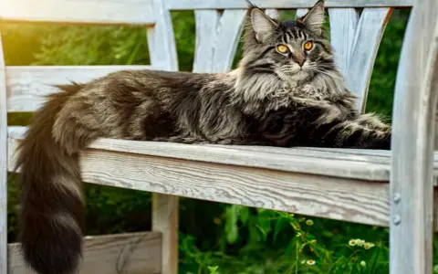 Un maestoso Maine Coon, con il suo folto pelo tigrato e gli occhi dorati, riposa su una panchina di legno in un giardino soleggiato.