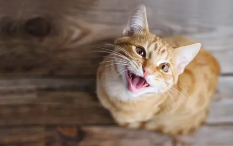 Gatto arancione con bocca aperta, sembra che stia per fare un miagolio gatto.