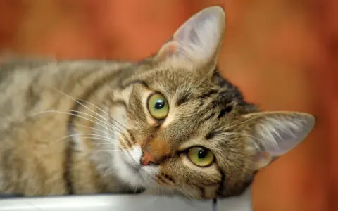 Un adorabile gatto europeo tigrato con occhi verdi luminosi, sdraiato e curioso.