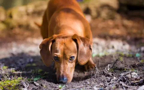 Bassotto marrone annusa il terreno, forse per capire perchè il cane mangia la terra.