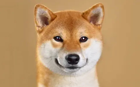 Primo piano di un adorabile Shiba Inu, uno dei cani giapponesi più amati, con un'espressione curiosa e un sorriso accennato.