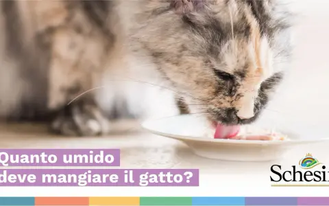 Un gatto soriano mangia con gusto da una ciotola. La domanda "Quanto umido deve mangiare il gatto?" suggerisce che il cibo sia umido.