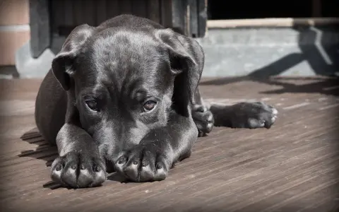 Un cucciolo nero con un'espressione triste, forse soffre di mal di gola cane. Riposa su un pavimento di legno.
