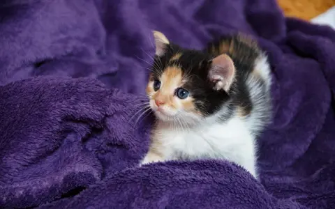 Un adorabile gatto tricolore con occhi azzurri riposa su una morbida coperta viola.