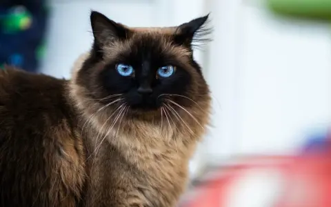 Un magnifico gatto himalayano con occhi blu penetranti guarda intensamente. Il suo pelo folto e color crema contrasta con il muso scuro.
