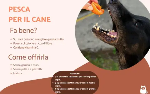 Un cane nero affamato riceve un pezzetto di pesca da una mano. Sì, i cani possono mangiare le pesche, sono un ottimo snack!