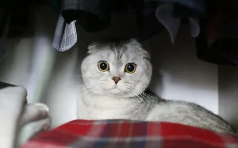 Gatto Scottish Fold con grandi occhi gialli, nascosto tra vestiti e coperte. Chissà perchè il gatto si nasconde?