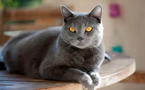 Un magnifico gatto grigio con occhi dorati riposa su un tavolo di legno, godendosi la luce del sole.