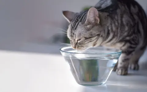 Un gatto tigrato beve da una ciotola di vetro trasparente. Ecco come far bere il gatto, assicurandosi che abbia sempre acqua fresca.