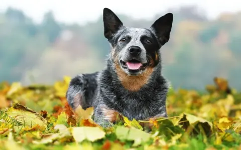 Australian Cattle Dog sdraiato tra le foglie autunnali, con un'espressione felice e la lingua fuori.