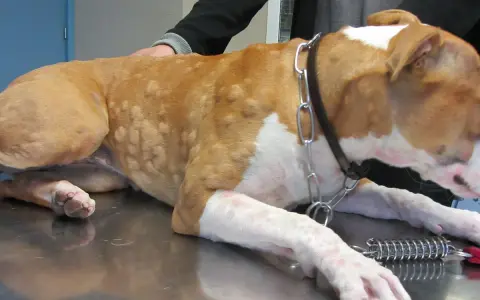 Cane con pomfi sul corpo, possibili sintomi di cane allergico all'erba.