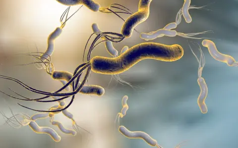 Batteri elicoidali con flagelli, simili a quelli che possono infettare un cane, fluttuano in un ambiente microscopico.