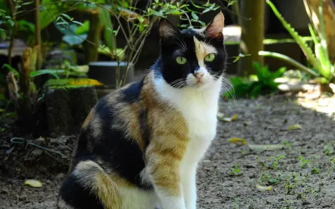 Un adorabile gatto calico con occhi verdi smeraldo siede in un giardino, con il suo mantello tricolore che risalta tra il verde della vegetazione.
