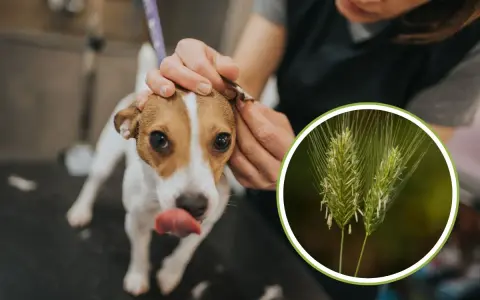 Un cane viene controllato per una ferita da forasacco all'orecchio. L'immagine mostra un forasacco, un pericolo comune per i cani.