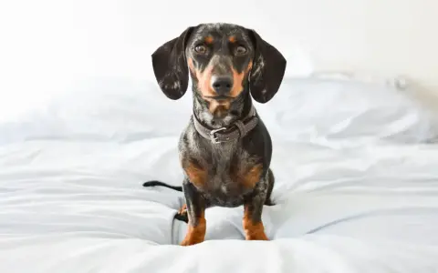 Bassotto con pelo maculato seduto su un letto bianco, pronto ad ascoltare suoni per cani rilassanti.