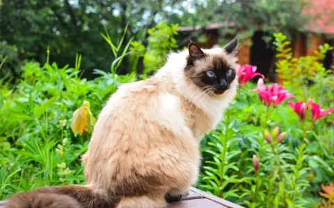 Gatto Balinese dal carattere curioso, con occhi blu intensi, seduto tra fiori rosa e verdeggiante giardino.