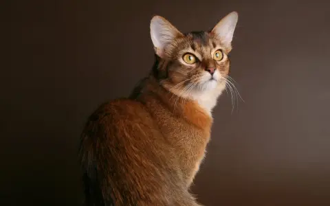 Un elegante gatto somalo con occhi dorati e pelo rossiccio, posa con grazia su uno sfondo marrone scuro.