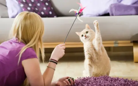 Un gatto affettuoso gioca con un giocattolo piumato, con la zampa alzata in un momento di divertimento.