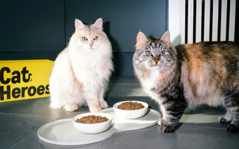 Due gatti soffici attendono con ansia il loro cibo fresco per gatti, servito in ciotole bianche su un vassoio elegante.