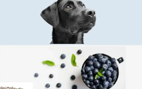 Un cane nero guarda con curiosità una ciotola piena di mirtilli, suggerendo che i cani possono mangiare i mirtilli.