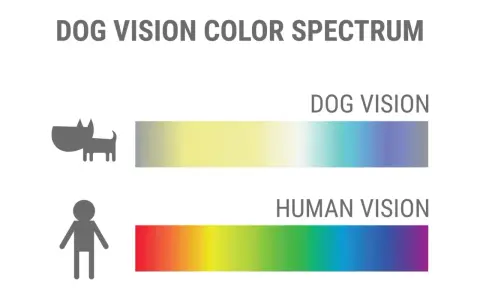 Confronto spettro visivo: i cani vedono colori più tenui, dal giallo al blu, mentre gli umani percepiscono un arcobaleno completo.