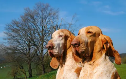 Due splendidi cani bracco, con mantello bianco e arancio, posano con un albero spoglio e il cielo azzurro sullo sfondo.