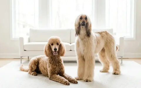 Un barboncino color caramello e un levriero afgano, un vero cane gigante, posano su un tappeto bianco davanti a un divano.