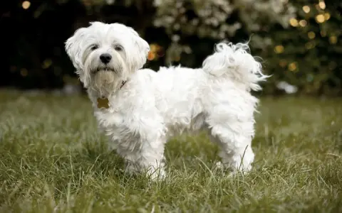 Un adorabile cane bolognese, tutto bianco e soffice, posa sull'erba verde.