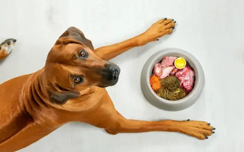 Un cane Rhodesian Ridgeback guarda una ciotola di cibo crudo, un pasto che potrebbe aggravare la pancreatite nei cani.