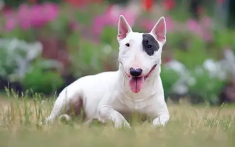 Bull terrier bianco con macchia nera sull'occhio, sdraiato sull'erba. Nonostante la sua apparenza, non è tra i cani da guardia pericolosi.