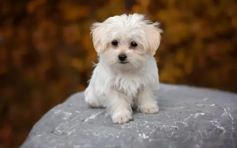 Dolce cane maltese bianco, seduto su una roccia con uno sfondo autunnale sfocato.