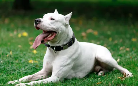 Un maestoso dogo argentino riposa sull'erba verde, con la lingua fuori e gli occhi rivolti verso l'alto, godendosi una giornata all'aperto.