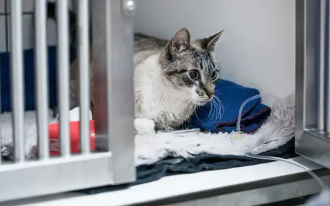 Gatto con edema polmonare in gabbia veterinaria, riceve fluidi tramite flebo.