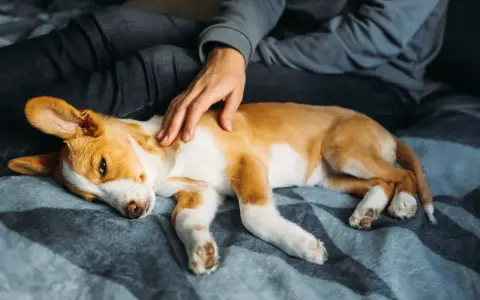 Un cucciolo di cane, con pelo bianco e arancione, dorme accoccolato su una coperta. Una mano lo accarezza dolcemente. Speriamo non sia un caso di meningite cane.