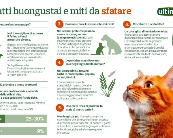Gatti: cosa non possono mangiare? No al cibo per cani, sì a proteine varie. L'alimentazione felina è specifica.