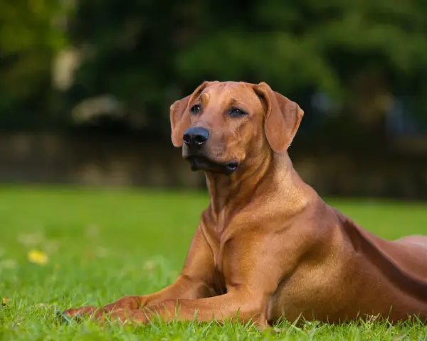 Un maestoso Rhodesian Ridgeback nero, con il suo mantello lucido, riposa sull'erba verde.