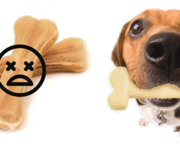 Attenzione: un osso di pelle per cani fa male. Un cane felice con un osso finto.