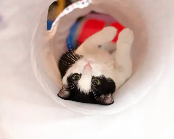 Gatto bianco e nero gioca in un tunnel, un'idea divertente per i giochi da fare con i gatti.