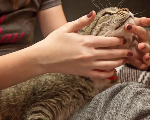 Mani che accarezzano delicatamente un gatto tigrato, forse per alleviare il disagio di un massaggio gatto stitico.