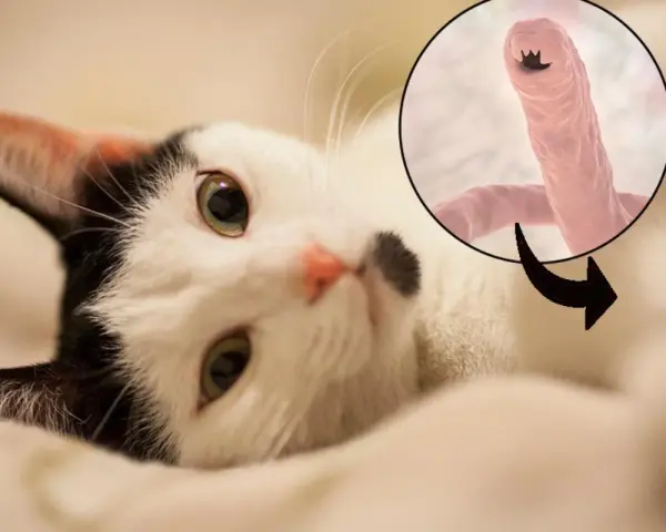 Gatto bianco e nero con un ingrandimento di vermi polmonari, un pericolo per la salute felina.