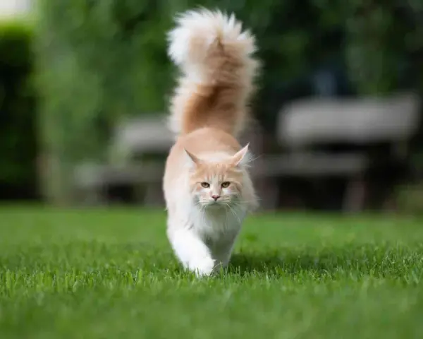 Un gatto Maine Coon color crema cammina sull'erba con la coda alta. Chissà perchè il gatto muove la coda in questo modo, forse è curioso o felice.