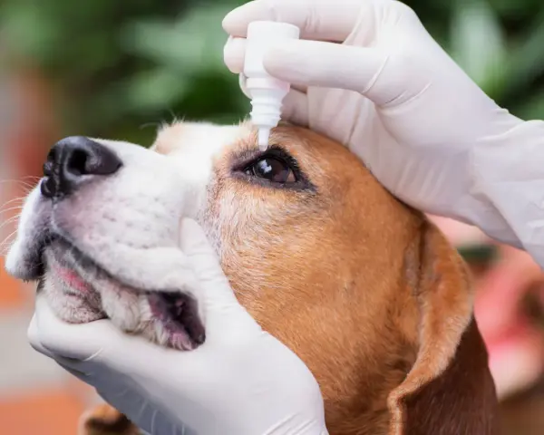 Mani guantate applicano gocce oculari a un beagle. Il cane ha un'espressione paziente mentre riceve il trattamento.