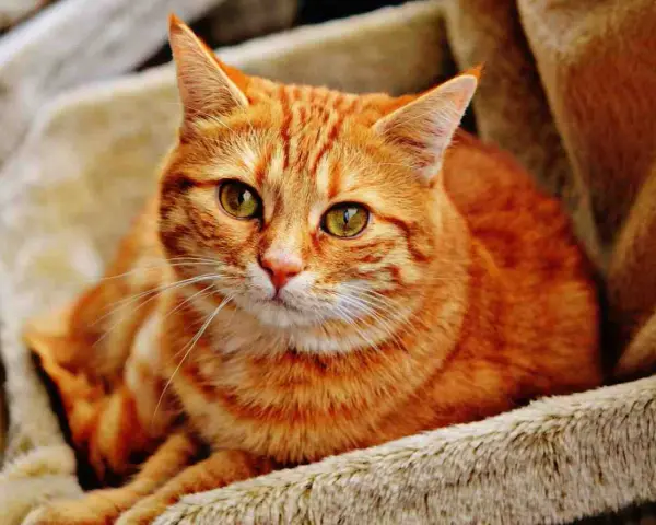 Gatto rosso dal carattere fiero, con occhi verdi penetranti, riposa su una morbida coperta.