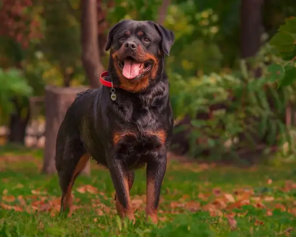 Un maestoso carattere rottweiler maschio, con la lingua fuori e un collare rosso, posa in un parco autunnale.