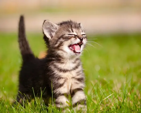 Un gattino tigrato, con gli occhi chiusi e la bocca aperta, emette un verso felice nel prato.