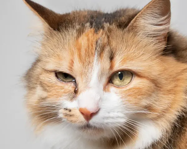 Occhi dolci e un po' tristi di un pica gatto tricolore, con una goccia che scende dall'occhio sinistro.