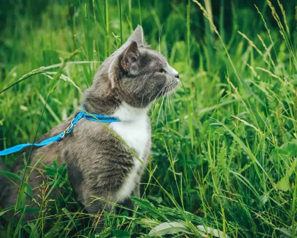 Gatto grigio con pettorina blu in mezzo all'erba alta. Un esempio di come abituare il gatto al guinzaglio per esplorare la natura in sicurezza.