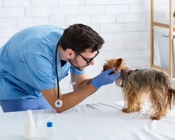 Veterinario esamina un yorkshire terrier, cercando il miglior nutrizionista per cani per una dieta equilibrata.
